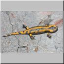 Salamandra salamandra - Feuersalamander 01e OS-Wallenhorst-Tongrube.jpg